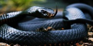 Giải mã chiêm bao thấy rắn và CF68 có ý nghĩa gì?